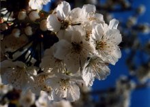Frühling / ***