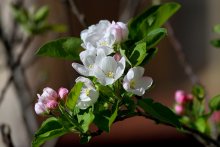 Wir haben Frühling! / !!!!!!!!!