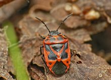 Bug Eurydema dominulus / ***