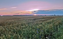 In einem Feld von Roggen lodernden Morgengrauen ... / ***