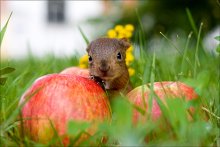 Eichhörnchen und Äpfel / ***