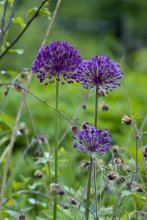 Blooming Zwiebel / ***