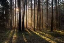 Morgen in einem Kiefernwald / ***