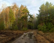 Der Weg in den Wald Berufung / ***