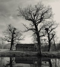 drei Eichen aus dem alten Teich .. / ******