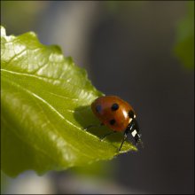 immer auf der Kante :-) / ***