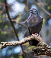 Stolz auf Vögel ... / ***