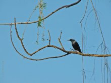Tanzen Starling / ***