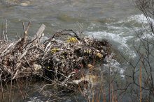 Überschwemmungen im Frühjahr / ***