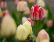 Floral Miniature / Floral Miniature