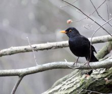 Amsel / ***