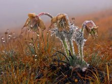 Pulsatilla Krim / ***