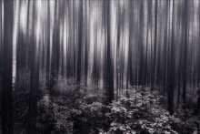 darken forest / ///