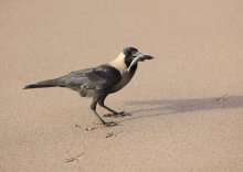 Raven bei einem Mittagessen / ***