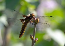 Dragonfly flach / ***