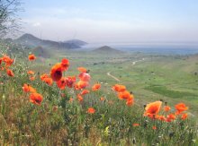 hier in den Frühling Mohn röten Räume / ***