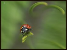 Whirlwind Schwalbe ... / ***