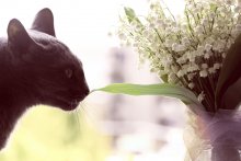 Katze und Blumen / ***