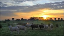 Early in the morning. / Sheep in the sunrise.