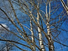 Blue Sky / ***