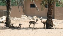 Dubai Zoo / ***