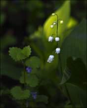 Lily of the Valley. / ***