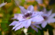 Clematis viorna / Clematis-They are mainly of Chinese and Japanese origin
vase vine * the North American Clematis viorna.