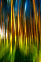 Forest / ..........