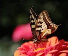 Swallowtail at tsinii - 2 / ***