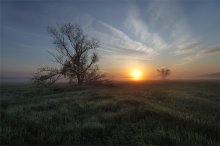 auf der Morgentau / ***