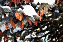 Winter / ***
