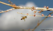 Flug / ***