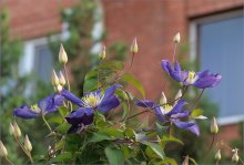 Lila Clematis / ***