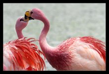 Flamingo-ein heißer Kuss ...) / ***