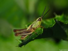 Grasshopper Nymphe / ***