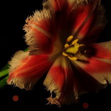 Pan - Tulpe ... / ***