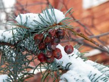 Rowan im Schnee / ***