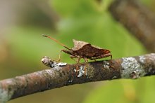 Bug Kraevik Sorrel Coreus marginatus / ***