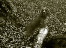 Herbst Hund / ***