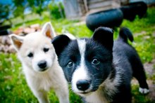 Belka und Strelka / ***