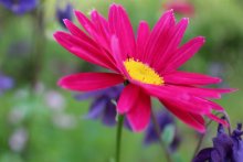 Blume / ***