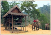 Gehen Sie auf Elefanten in Laos / ***