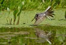 Tanz auf dem Wasser ... / ***