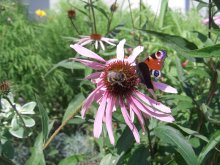 Blumen-und Bumblebee für babachki / ***