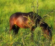 Red Horse / ***