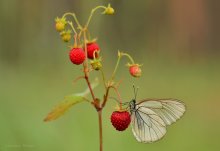 Schmetterlings-Traum Ein Sommernachtstraum durch den Geruch von Erdbeeren inspiriert ... / ***
