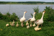 Familie von Gans. / ***