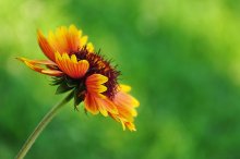 Blume / ***