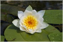River Lily / ***