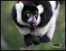 Schwarz-Weiß-Lemur / ***